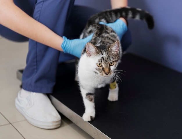 Foto gratuita primer plano médico sosteniendo gato con lesión en la pierna