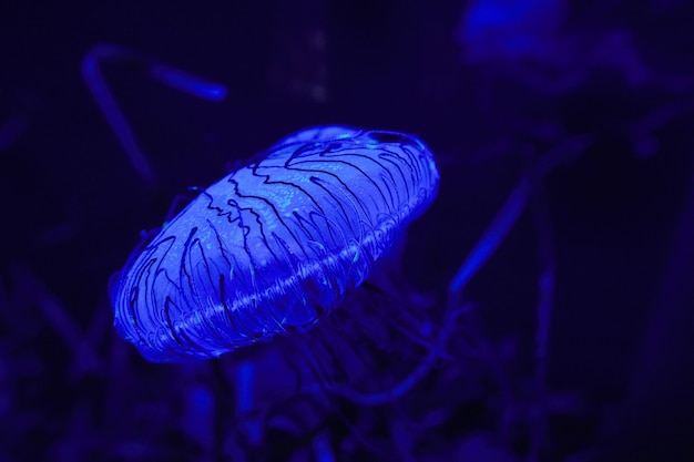Primer plano de una medusa azul en el agua
