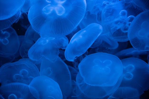 Primer plano de medusas Aurelia o luna iluminada con una luz azul sobre un fondo oscuro