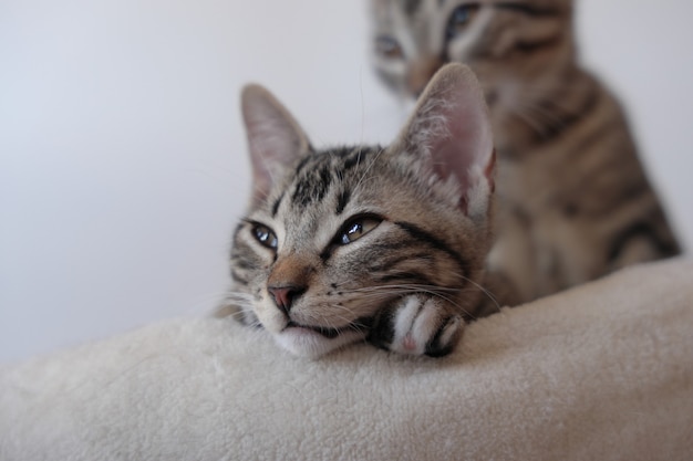 Primer plano de mentir pequeños gatos