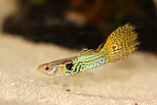 Primer plano de un millón de peces sobre un suelo arenoso en el acuario