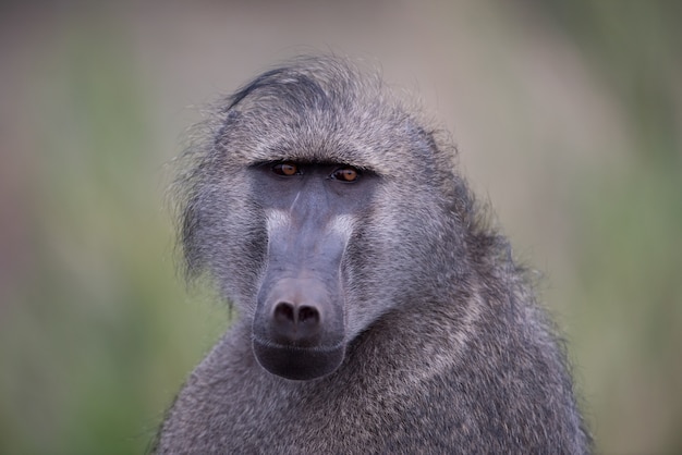 Primer plano de un mono babuino