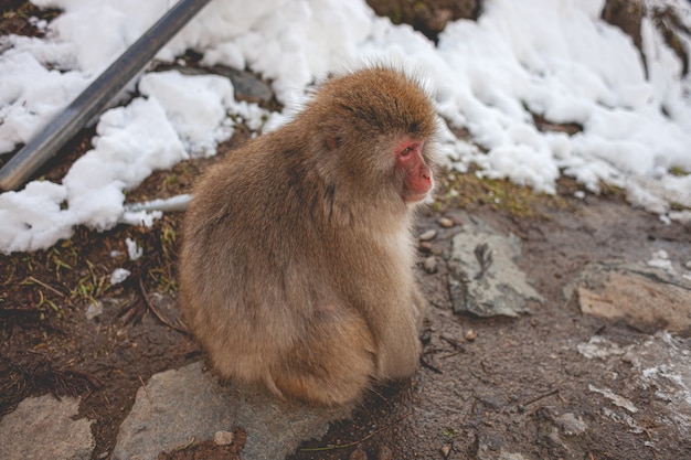 Primer plano de un mono macaco sentado en el suelo