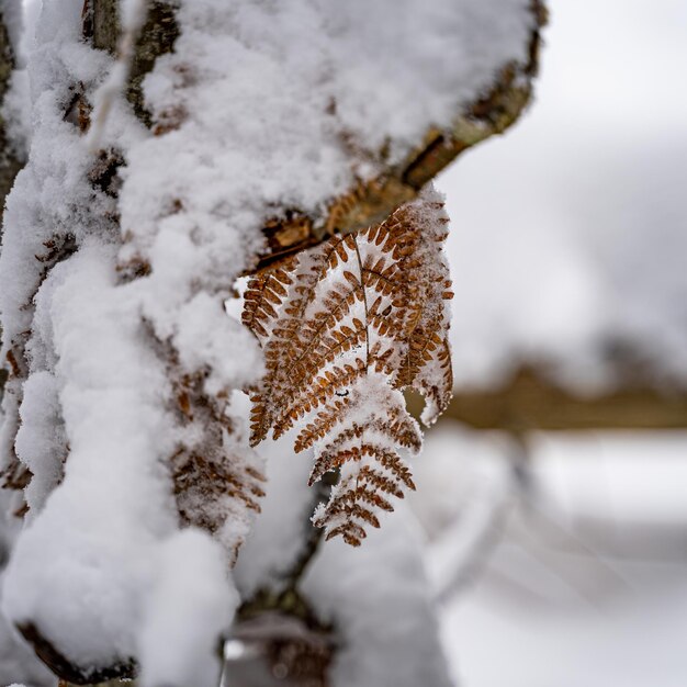 Primer plano de las montañas de la Selva Negra, Alemania en invierno