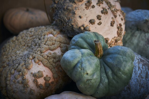 Primer plano de un montón de muñecas de porcelana Squashes