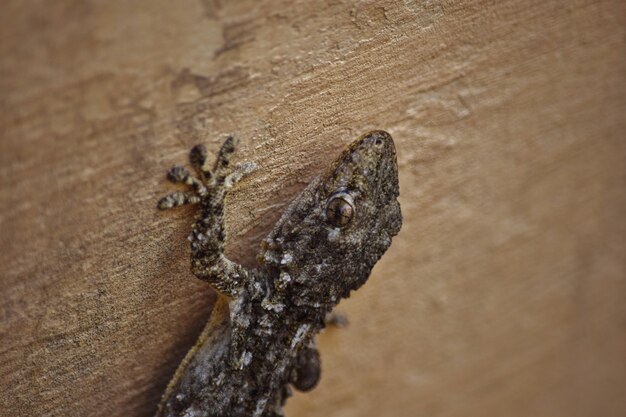 Primer plano de un morisco Gecko arrastrándose por las paredes bajo las luces en Malta