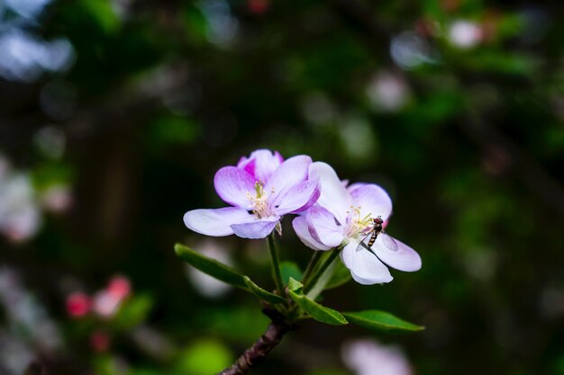 Primer plano de una mosca en una flor de melastome con un fondo natural borroso