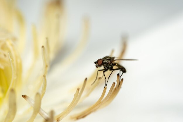 Primer plano de una mosca con grandes ojos marrones de pie en las esquinas de una flor blanca