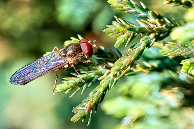 Primer plano de una mosca en una planta