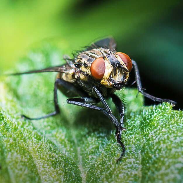 Primer plano de una mosca sobre una hoja verde con fondo borroso