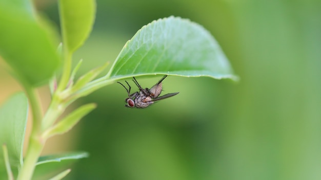 Primer plano de una mosca sobre una hoja verde