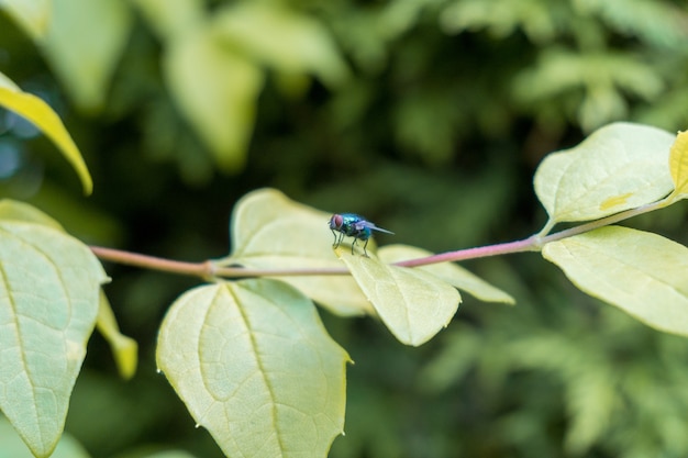 Foto gratuita primer plano de una mosca sobre hojas verdes cubiertas con gotas de rocío