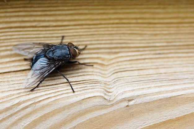 Primer plano de una mosca sobre una superficie de madera marrón