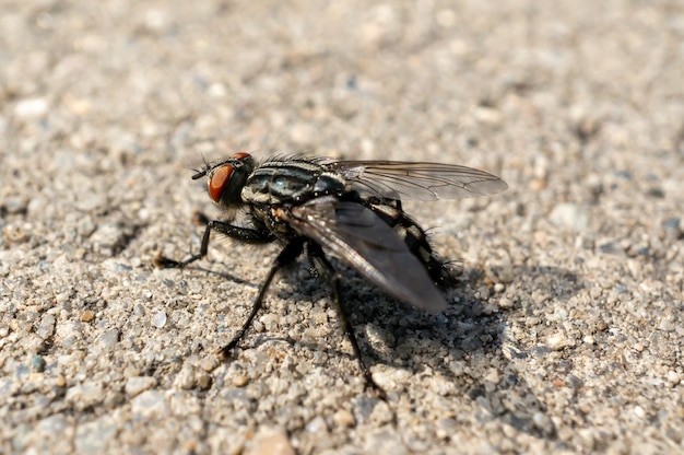 Primer plano de una mosca en el suelo bajo la luz del sol con un fondo borroso