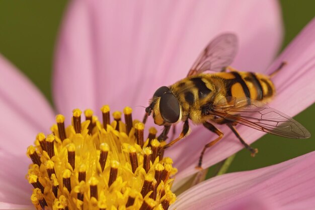 Primer plano de la mosca voladora, Myathropha florea en una flor púrpura del Cosmos