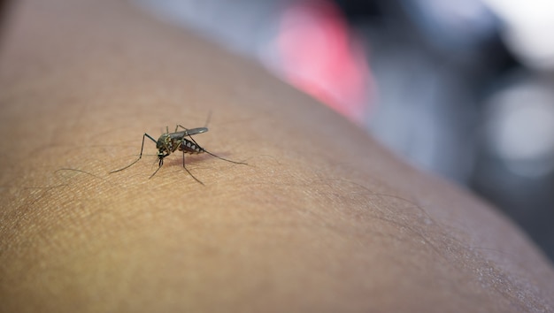 Primer plano de los mosquitos que succionan la sangre del brazo humano.