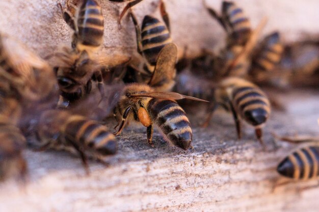 Primer plano de muchas abejas sobre una superficie de madera