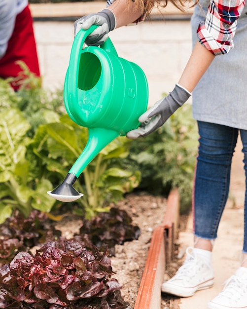 Primer plano de mujer jardinero regando las plantas con regadera