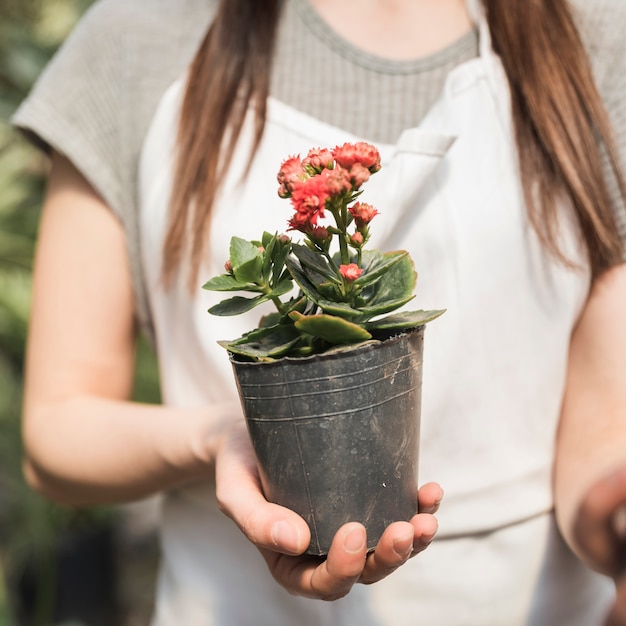 Foto gratuita primer plano de una mujer que sostiene la planta en maceta flor roja