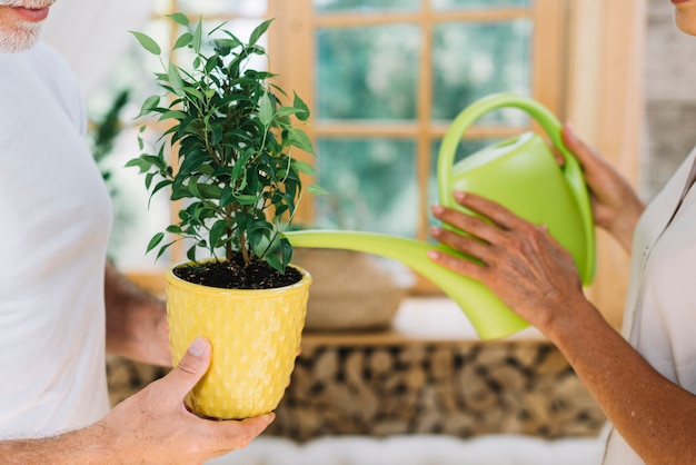 Primer plano de mujer regando la planta en maceta de su marido