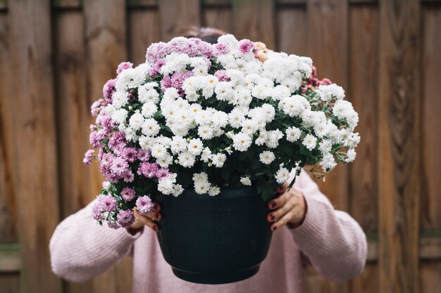 Primer plano de una mujer sosteniendo la planta en maceta de flores de aster rosa y blanco delante de su cara