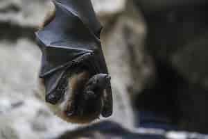 Foto gratuita primer plano de un murciélago durmiendo envuelto en sus alas