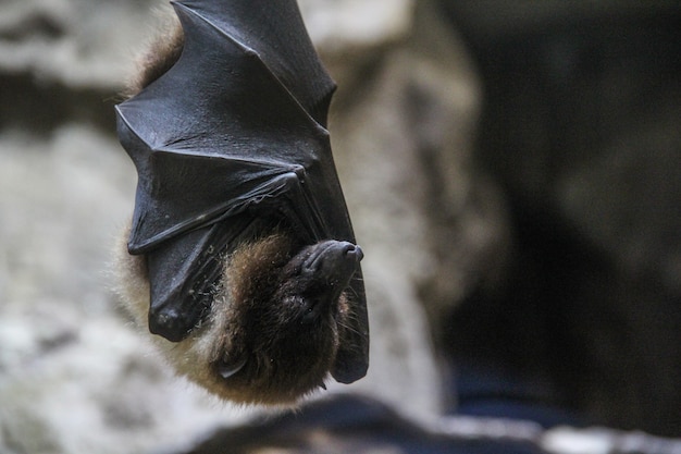 Primer plano de un murciélago durmiendo envuelto en sus alas