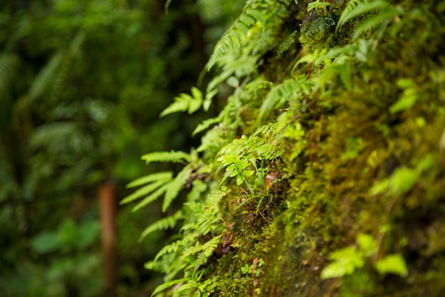 Primer plano de musgo que crece en el tronco del árbol en bosque tropical