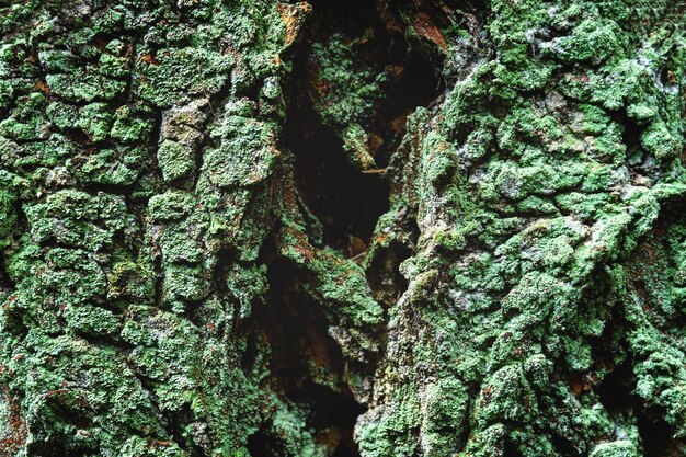 Primer plano de musgo verde que crece la corteza de un árbol