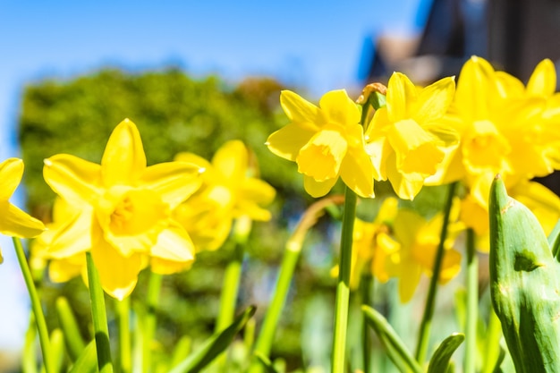 Primer plano de narcisos amarillos bajo la luz del sol