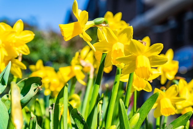 Primer plano de narcisos amarillos bajo la luz del sol