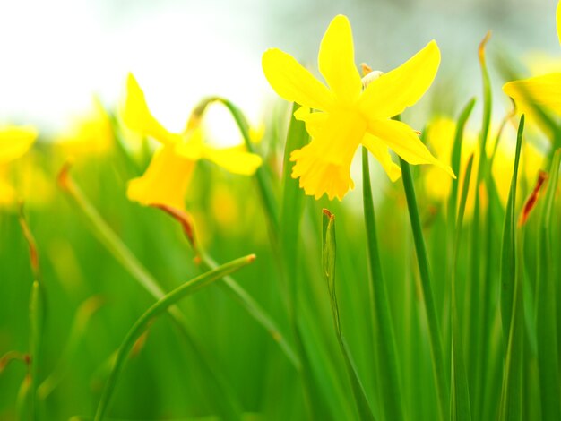 Primer plano de narcisos en un campo bajo la luz del sol