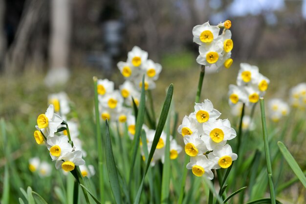 Primer plano de narcisos florecientes