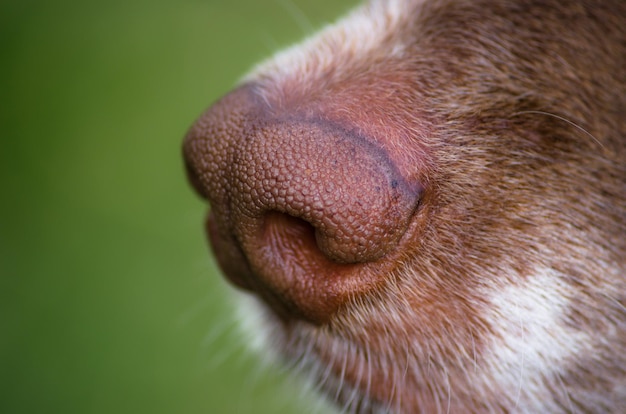 Primer plano de una nariz de perro marrón sobre un fondo verde