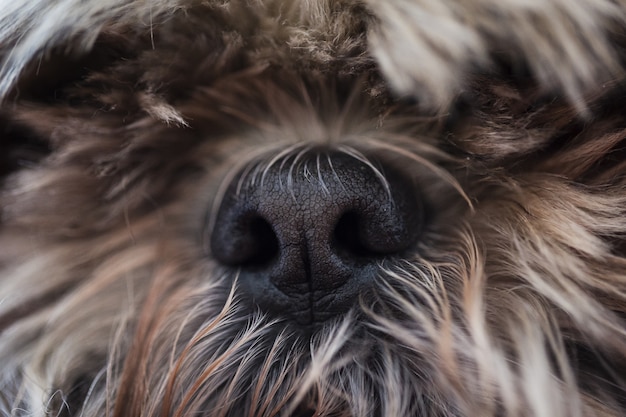 Primer plano de la nariz de un perro peludo