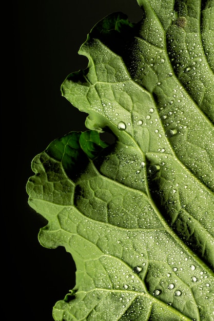 Primer plano de los nervios de la hoja verde con gotas de agua