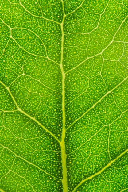 Primer plano de los nervios de la hoja verde