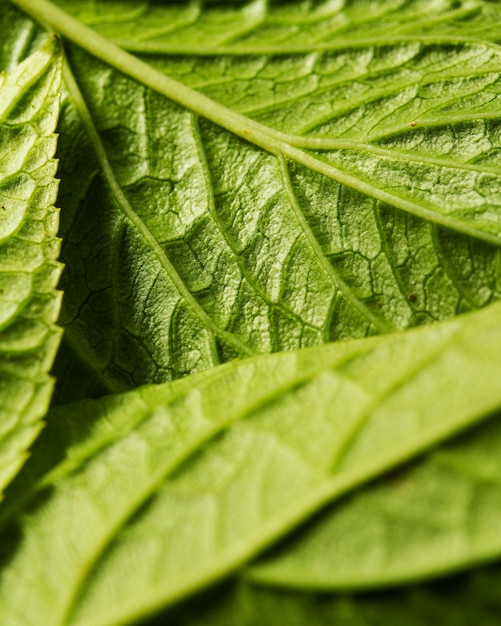 Foto gratuita primer plano de los nervios de hojas verdes