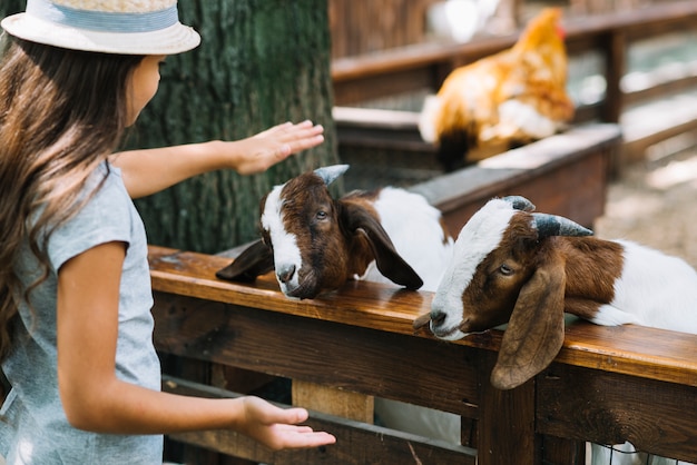 Primer plano de una niña acariciando cabras en el granero