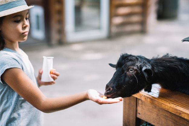 Primer plano de una niña alimentando comida a cabra negra