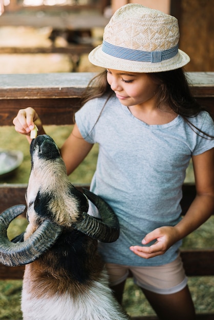 Foto gratuita primer plano de una niña alimentando ovejas en la granja