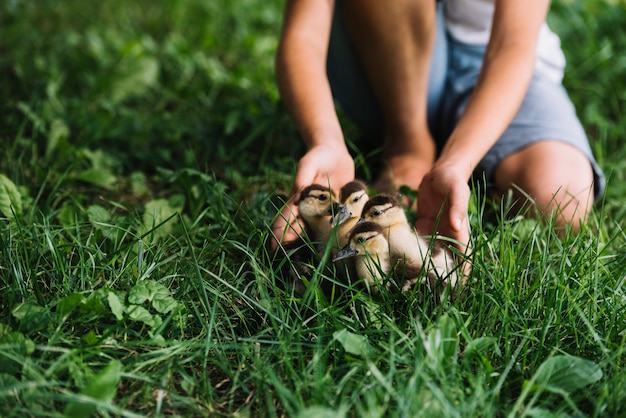 Foto gratuita primer plano de niño jugando con patitos en la hierba verde