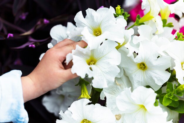 Primer plano de un niño tocando hermosas flores blancas