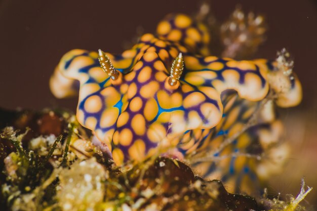 Primer plano de un nudibranquio