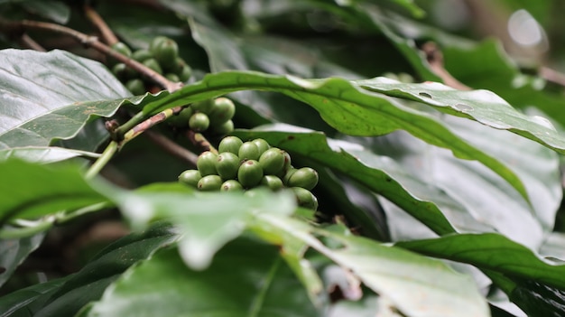 Primer plano de nueces que crecen en el roble de juego con natural borrosa