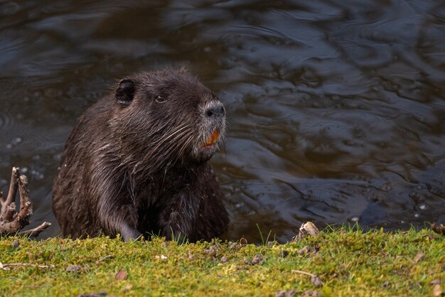 Primer plano de una nutria descansando en el agua por la orilla del río