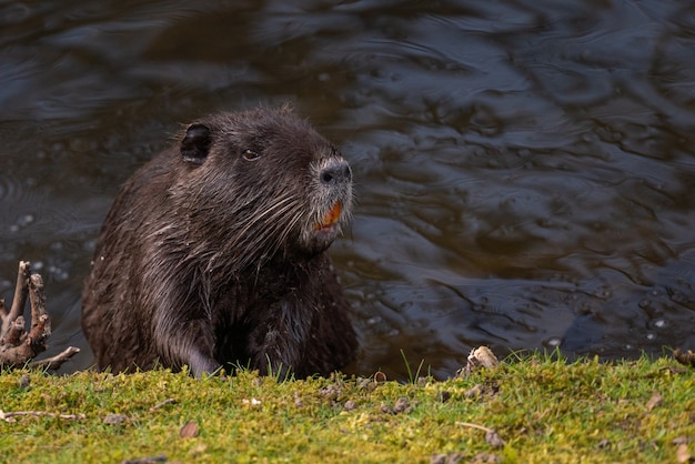 Primer plano de una nutria descansando en el agua por la orilla del río