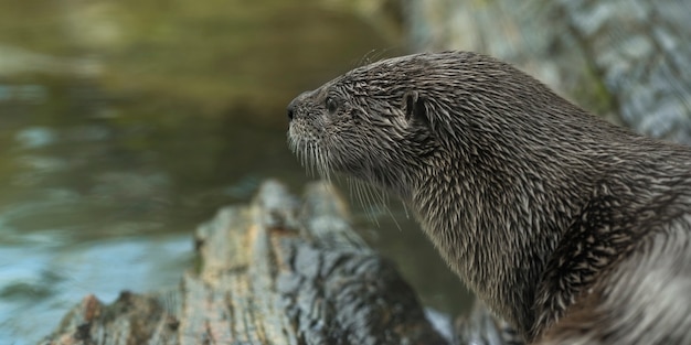 Primer plano de una nutria mirando un río