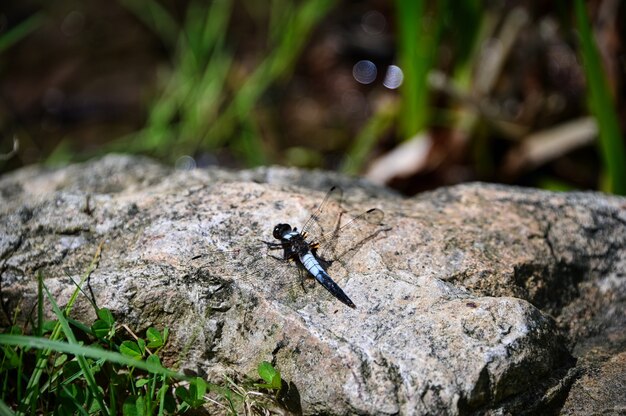 Primer plano de un Odonata sobre una gran roca