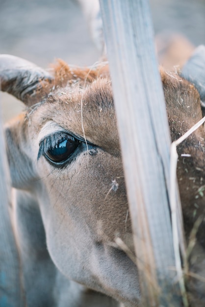 Primer plano de ojo de vaca